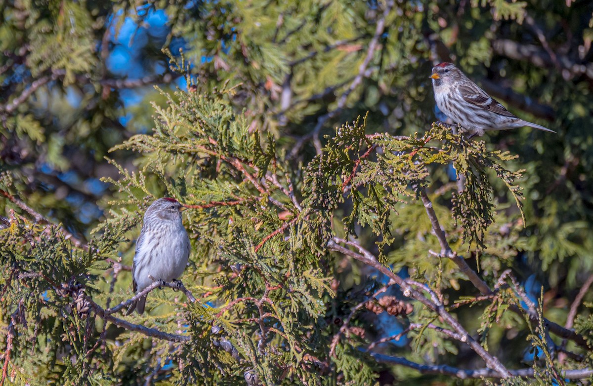 Common Redpoll - ML318826741