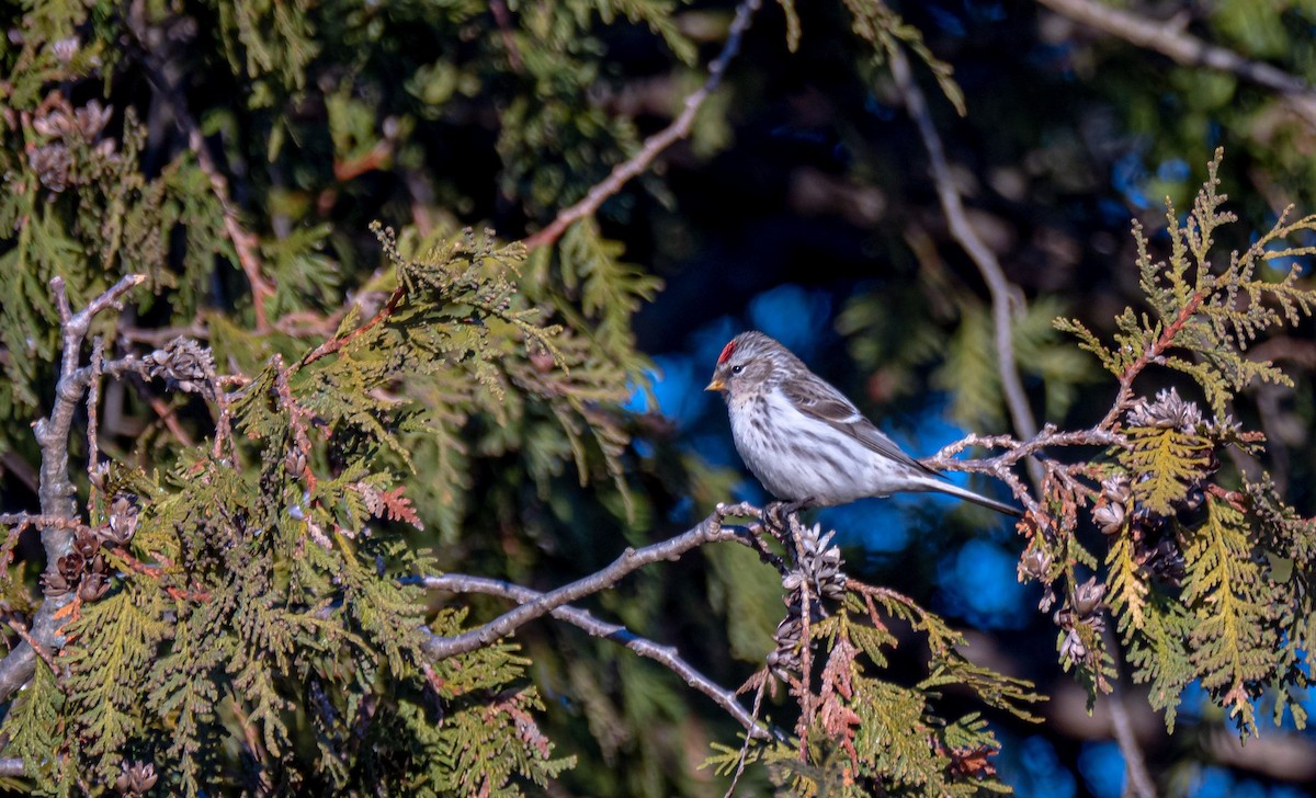 Common Redpoll - ML318826751