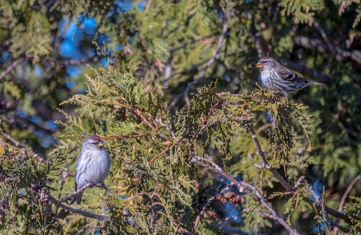 Common Redpoll - ML318826761