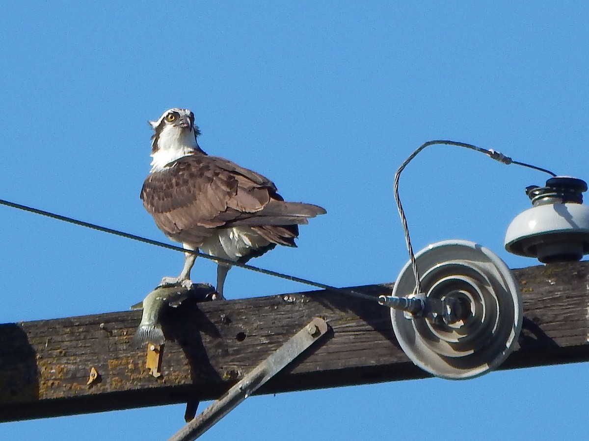 Águila Pescadora - ML318826911