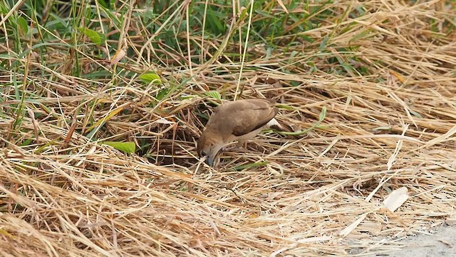 Indian Silverbill - ML318827291