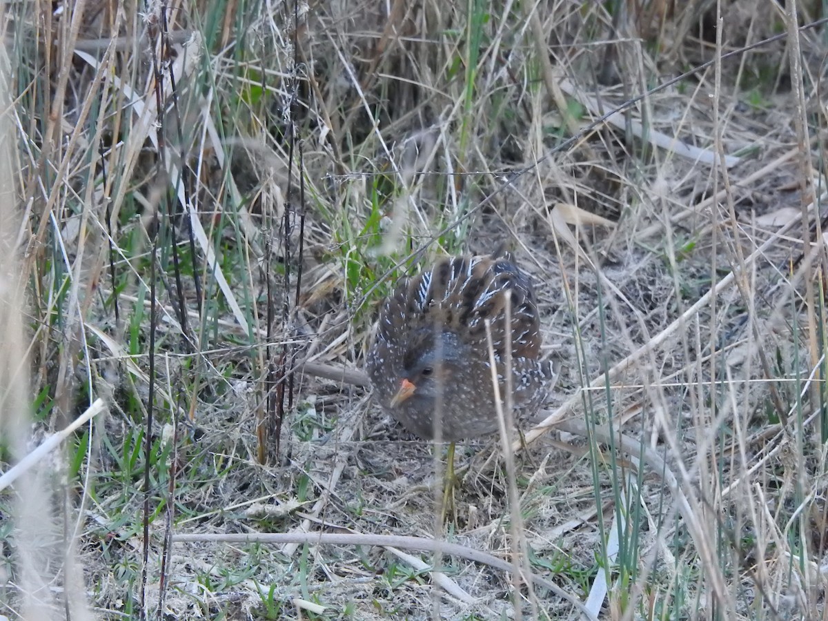 Spotted Crake - ML318830951