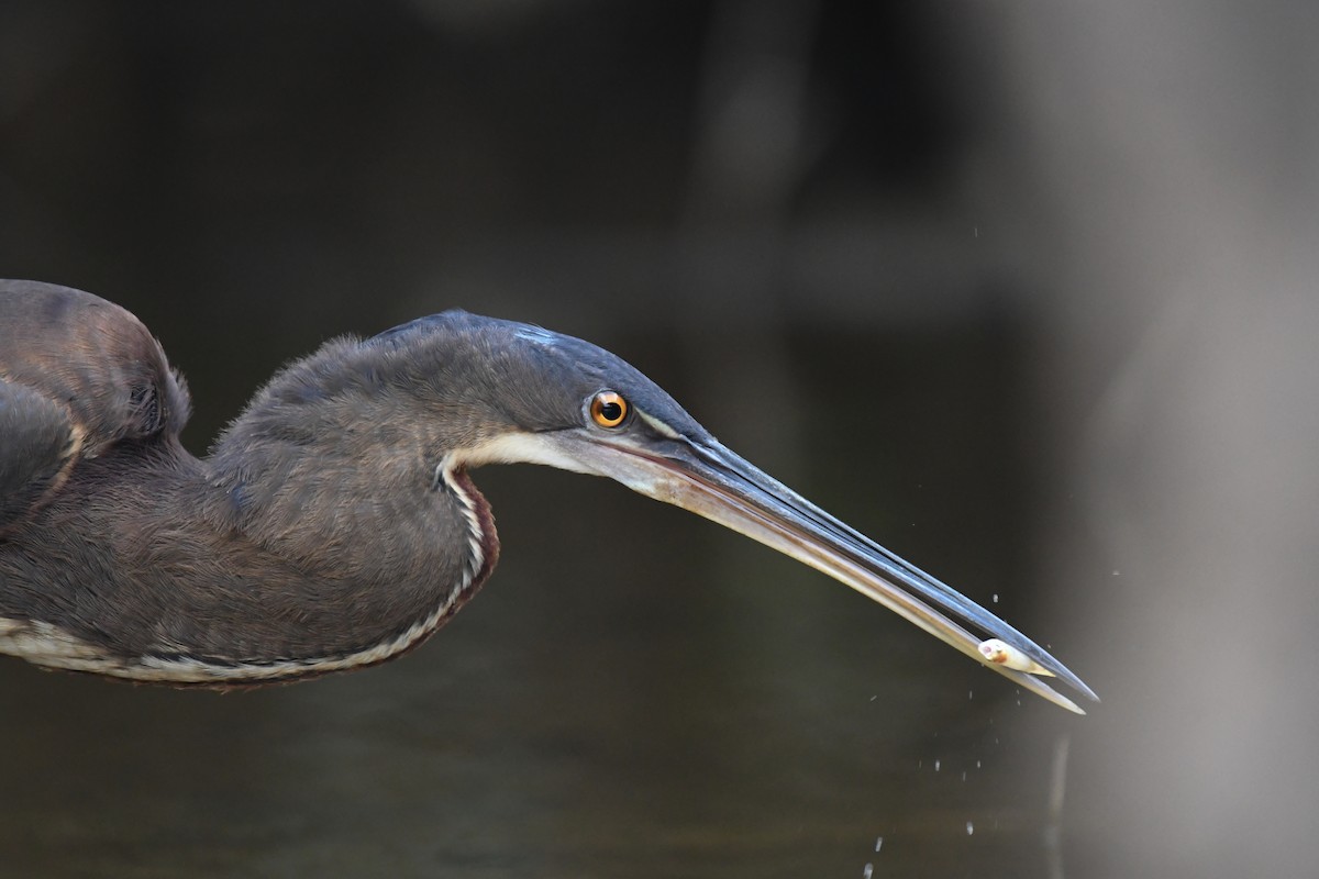 Agami Heron - ML318831551