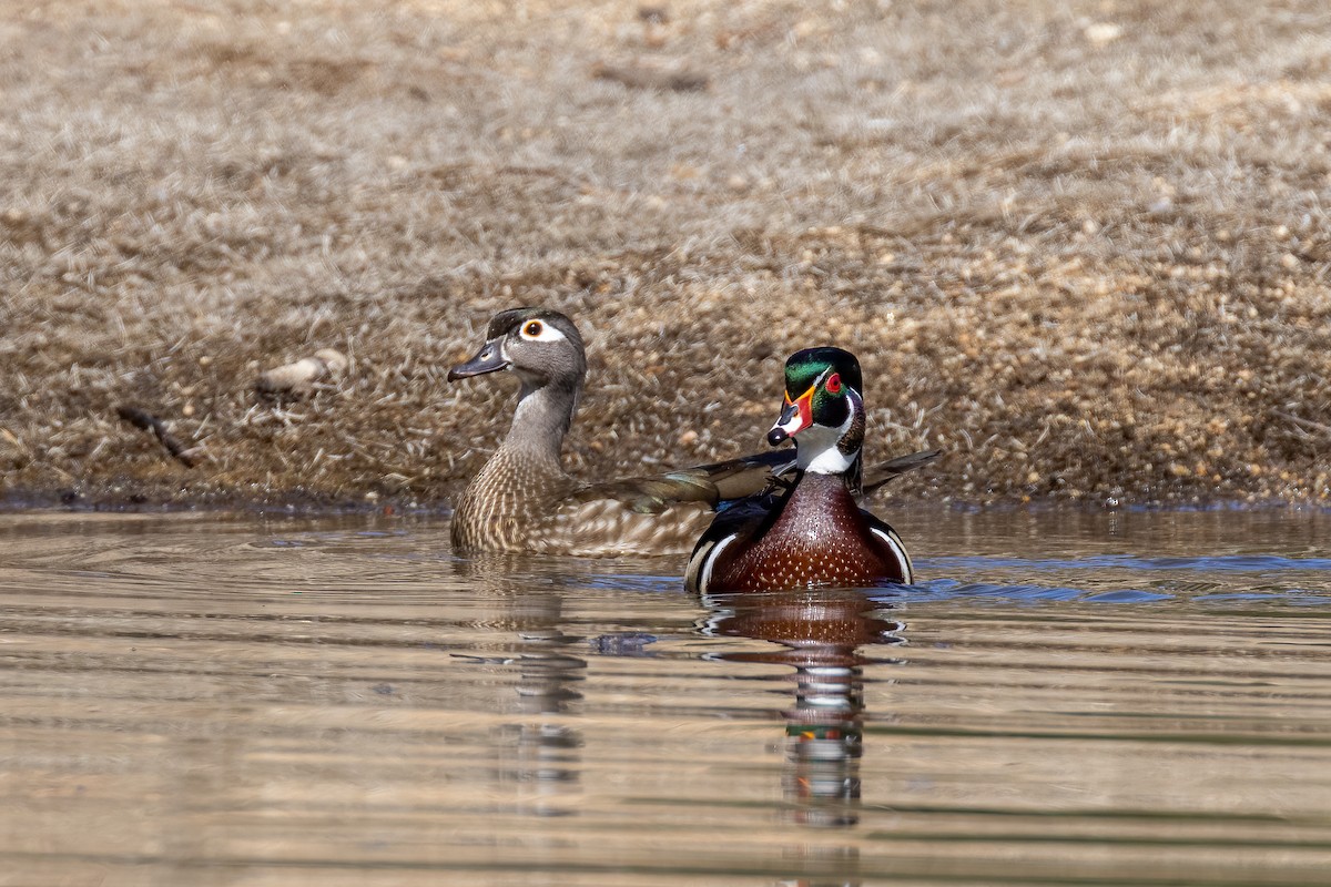 Wood Duck - ML318833491