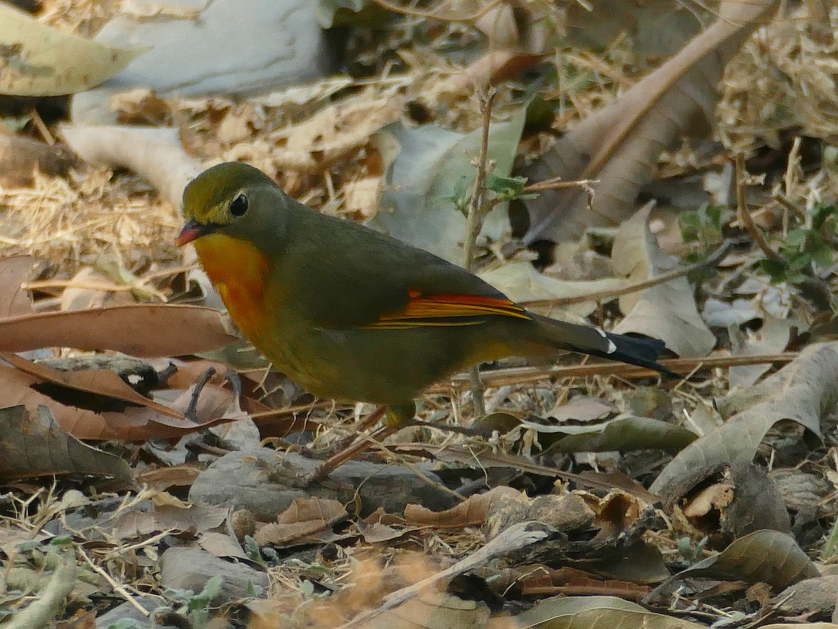 Red-billed Leiothrix - ML318835141