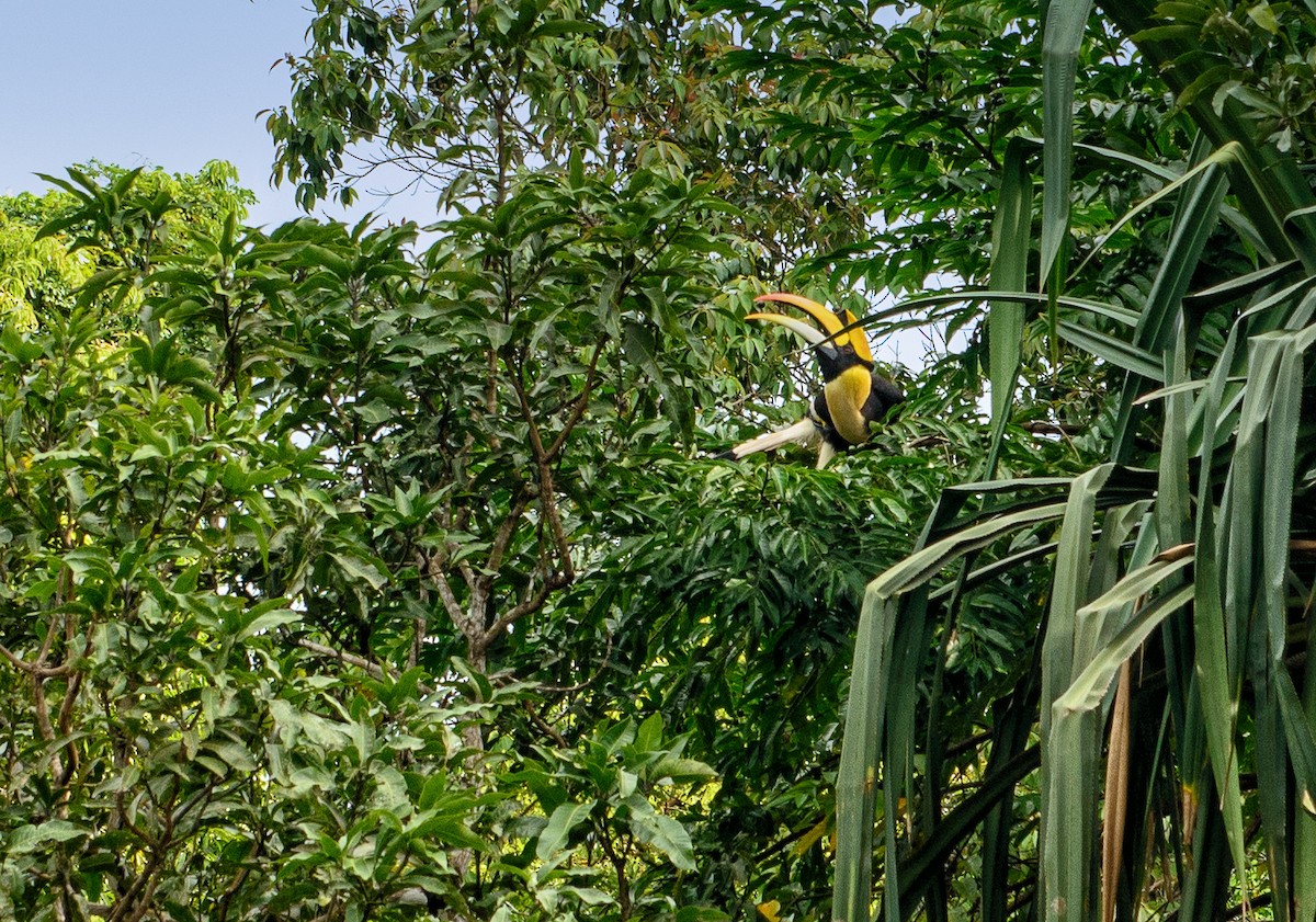 eBird Checklist - 20 Nov 2017 - Gunung Machinchang - 1 species