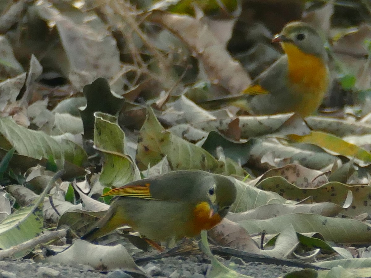 Red-billed Leiothrix - ML318836321