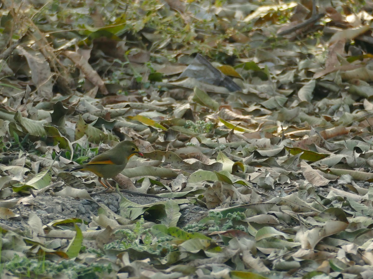 Red-billed Leiothrix - ML318836341