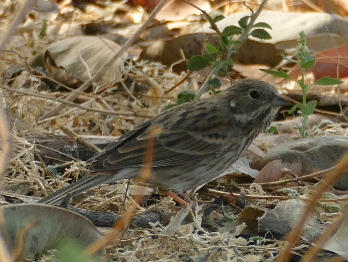 Rock Bunting - ML318836401