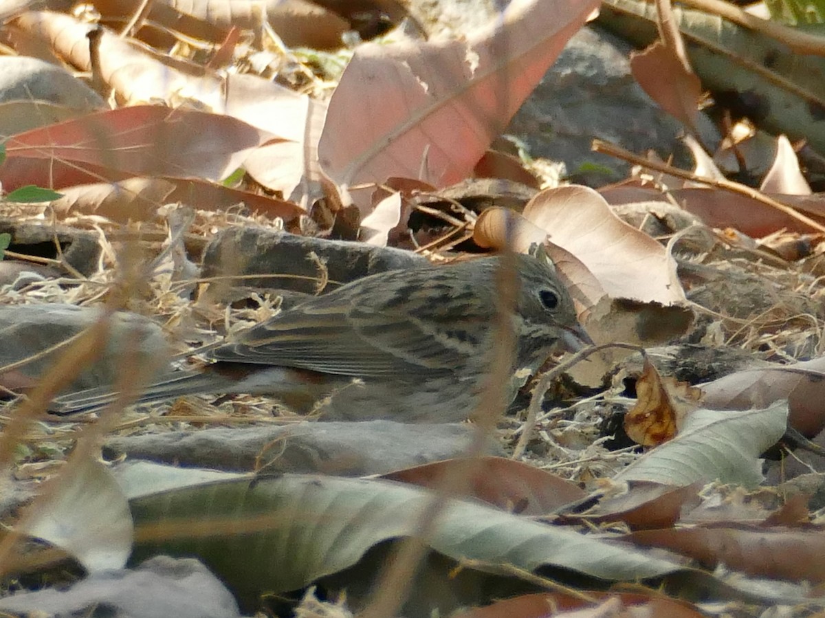 Rock Bunting - ML318836411