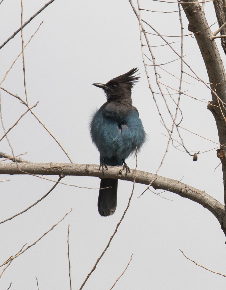 Steller's Jay - ML318836451