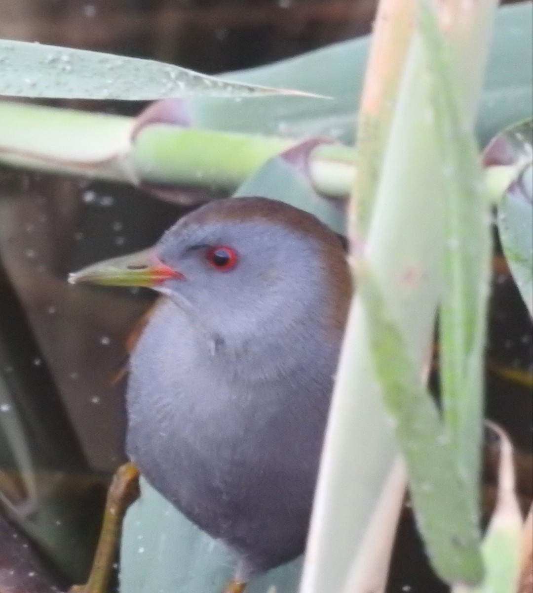 Little Crake - Keramat Hafezi