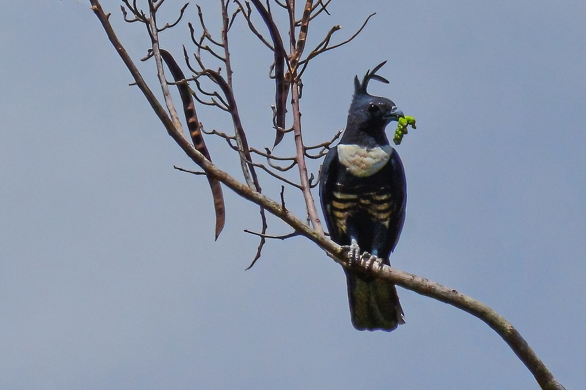 Black Baza - Ngoc Sam Thuong Dang