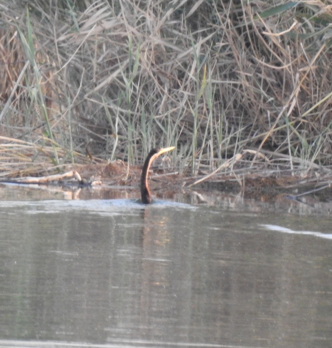 African Darter - ML318838281