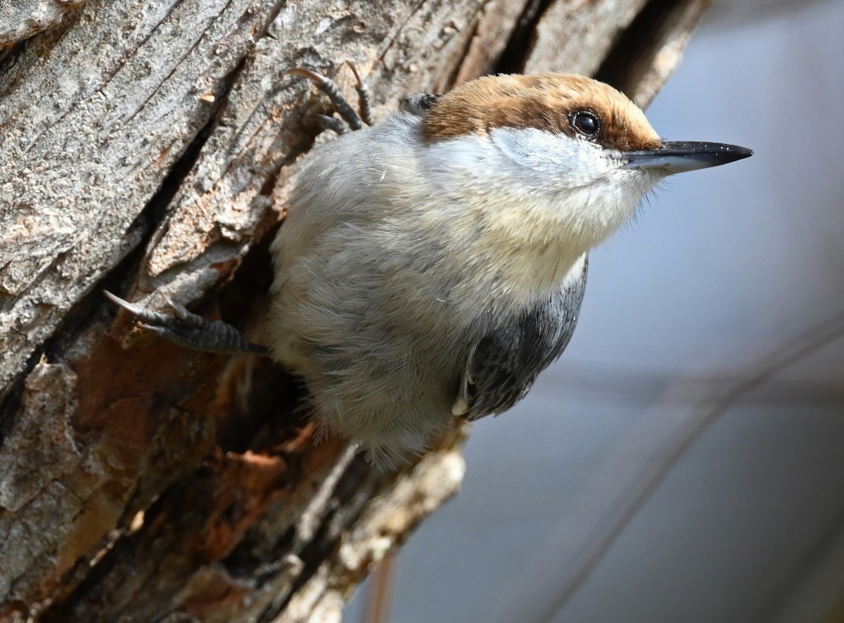 Brown-headed Nuthatch - ML318839731