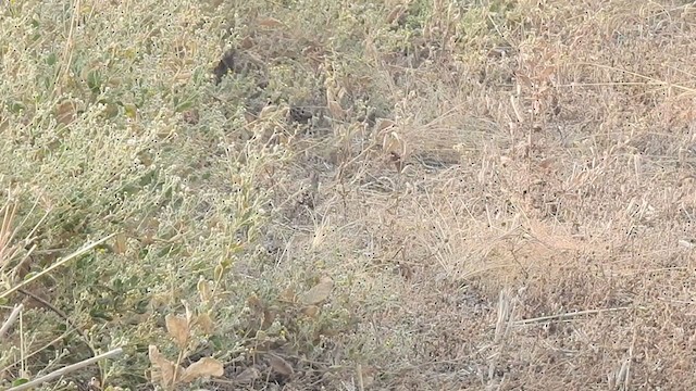 Jungle Bush-Quail - ML318841351