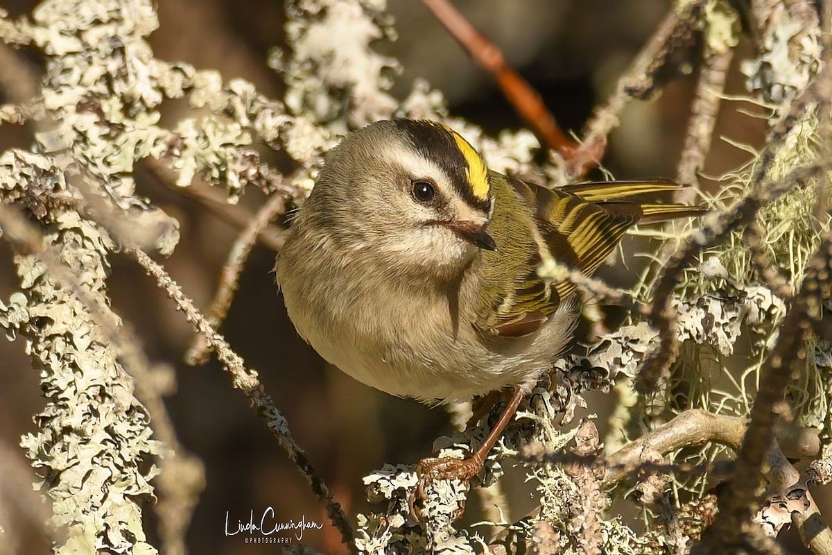 Golden-crowned Kinglet - Linda Cunningham