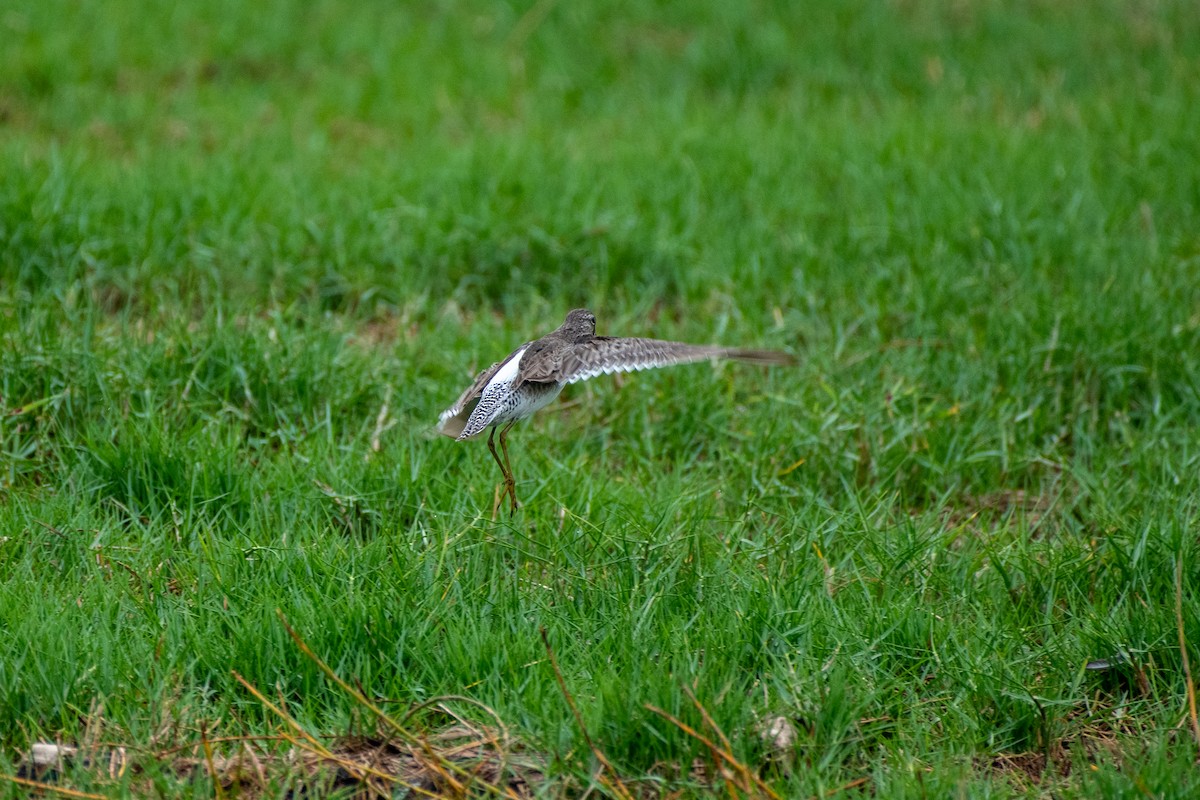 Long-billed Dowitcher - ML318841981