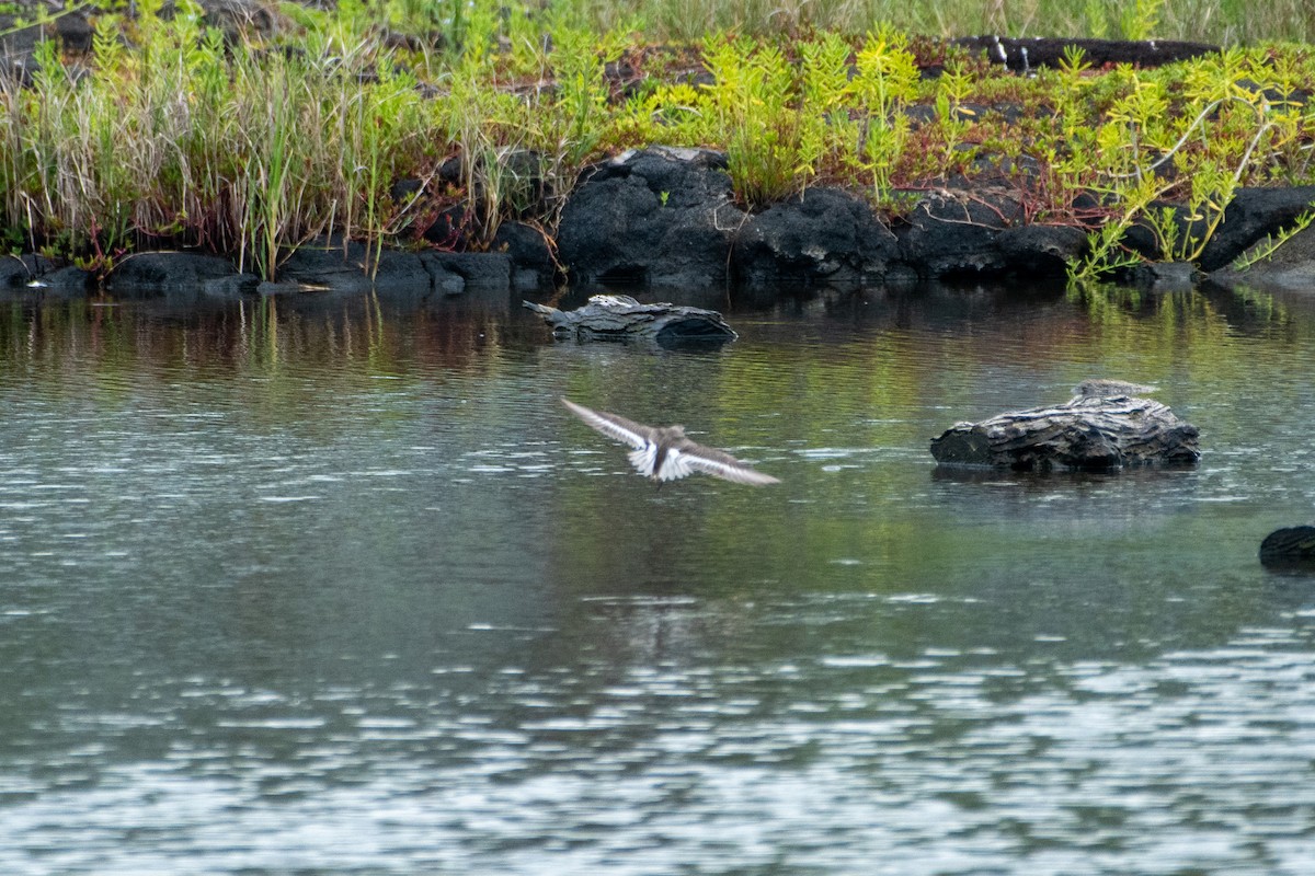 Bécasseau variable - ML318841991