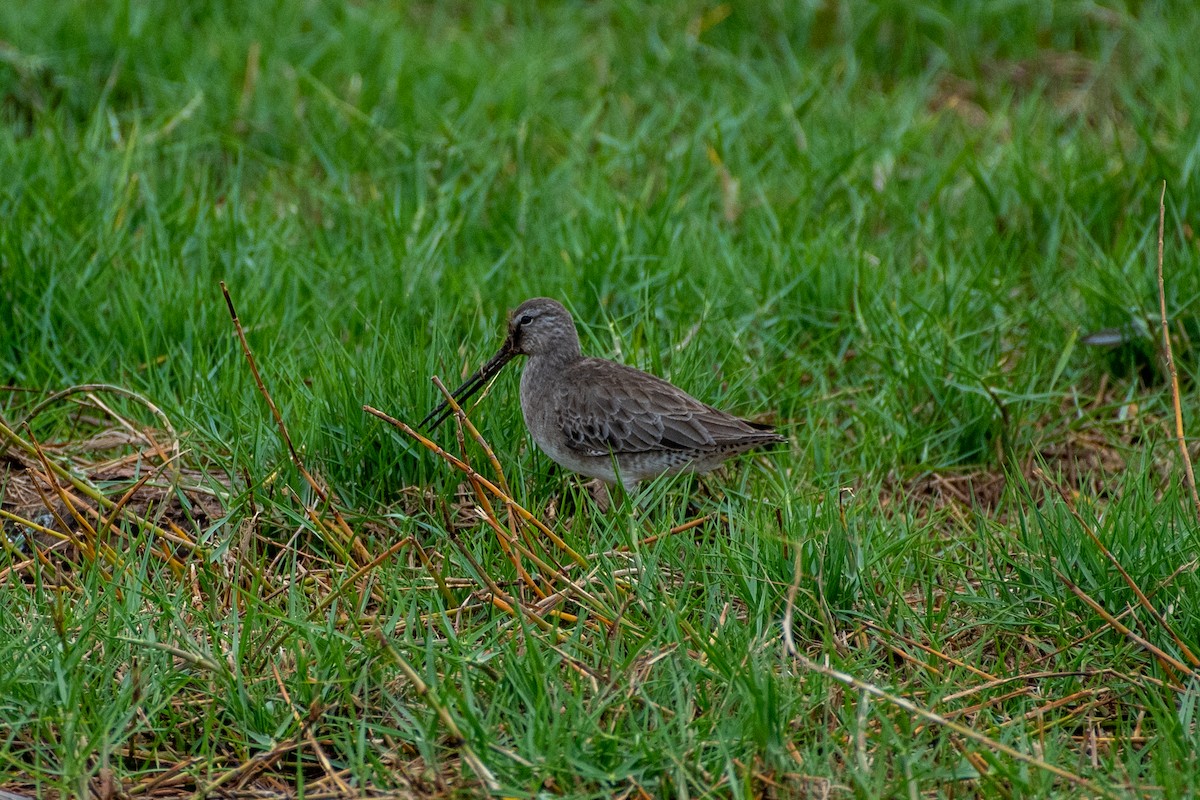 Long-billed Dowitcher - ML318842011