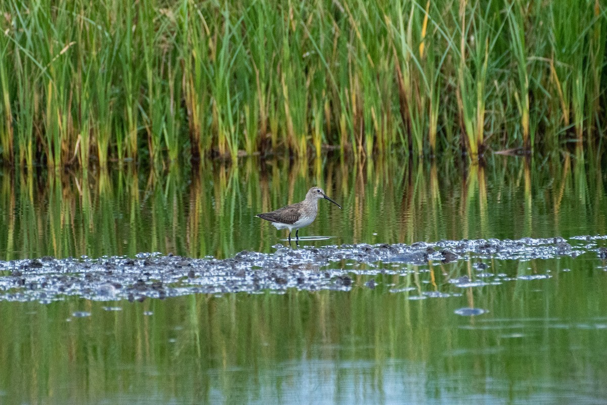 Alpenstrandläufer - ML318842081