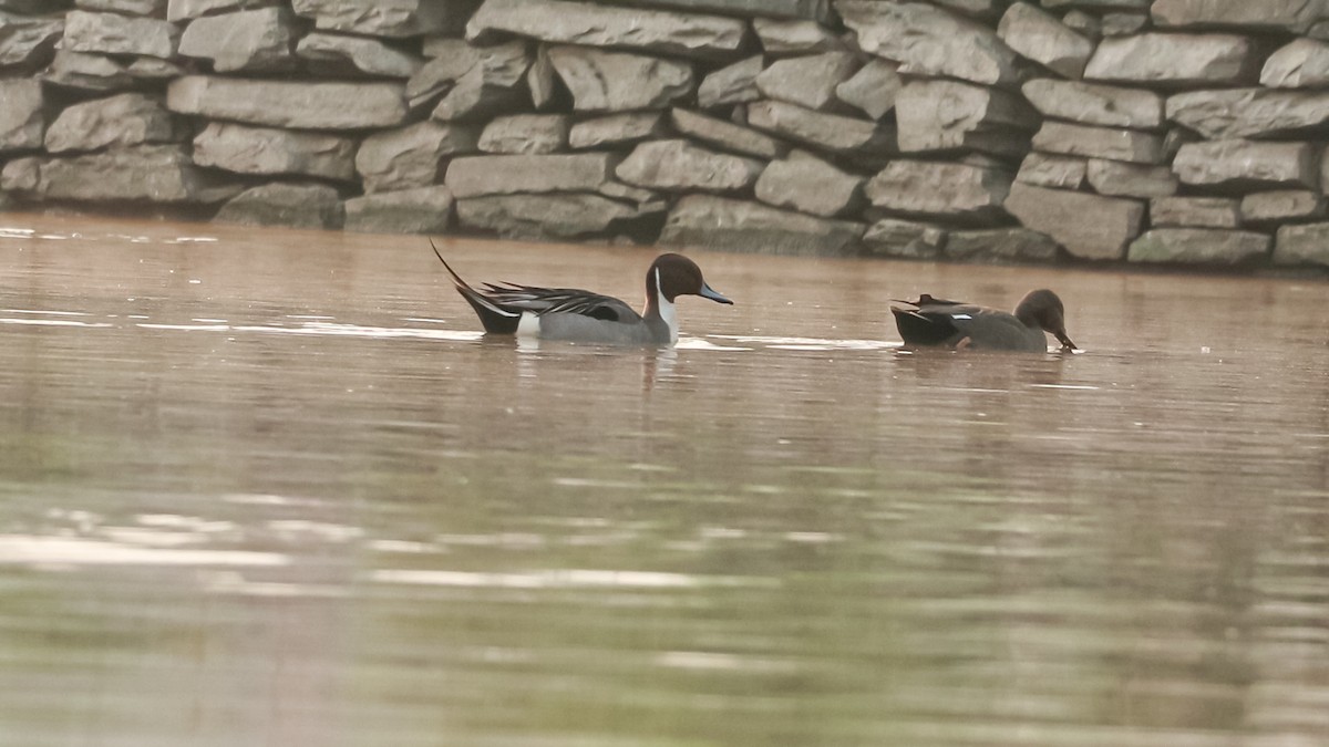 Northern Pintail - Ayush  Maharjan