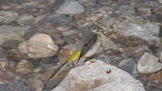 Gray Wagtail - ML318843181