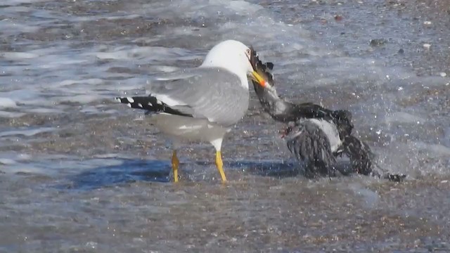 Yellow-legged Gull - ML318843511