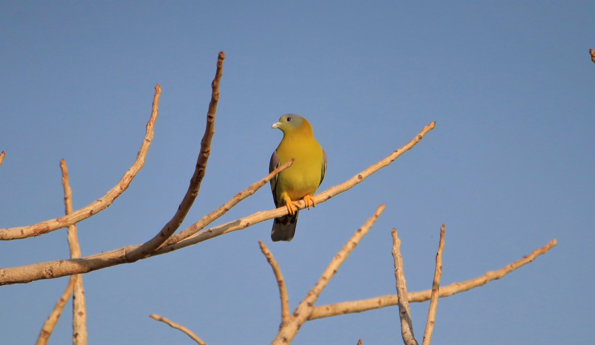 Yellow-footed Green-Pigeon - ML318844311