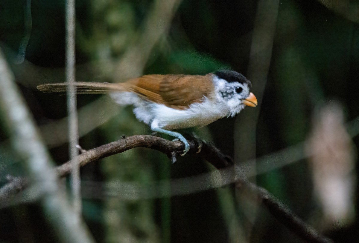 Black-headed Parrotbill - Ngoc Sam Thuong Dang