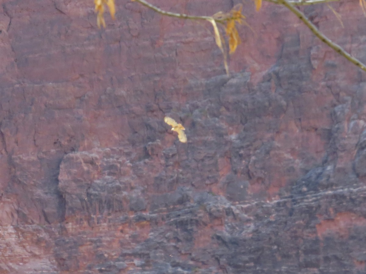 Red-tailed Hawk - ML318846301