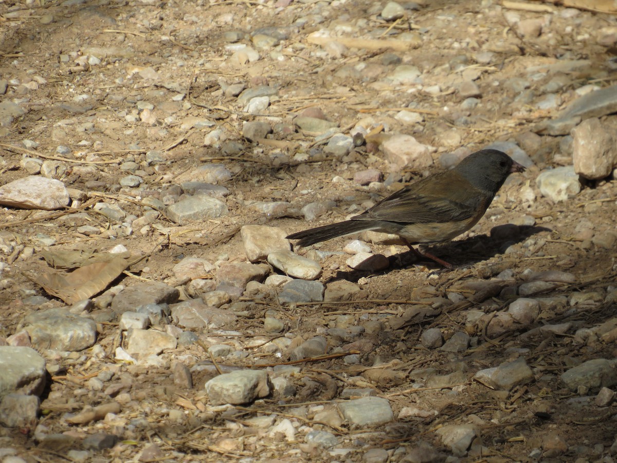 Dark-eyed Junco - Laura Hasty