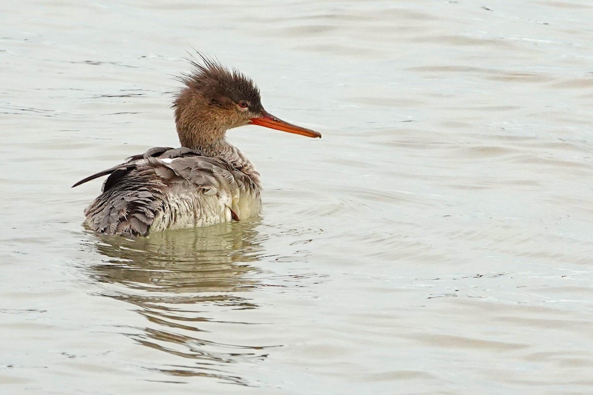 Red-breasted Merganser - ML318846801