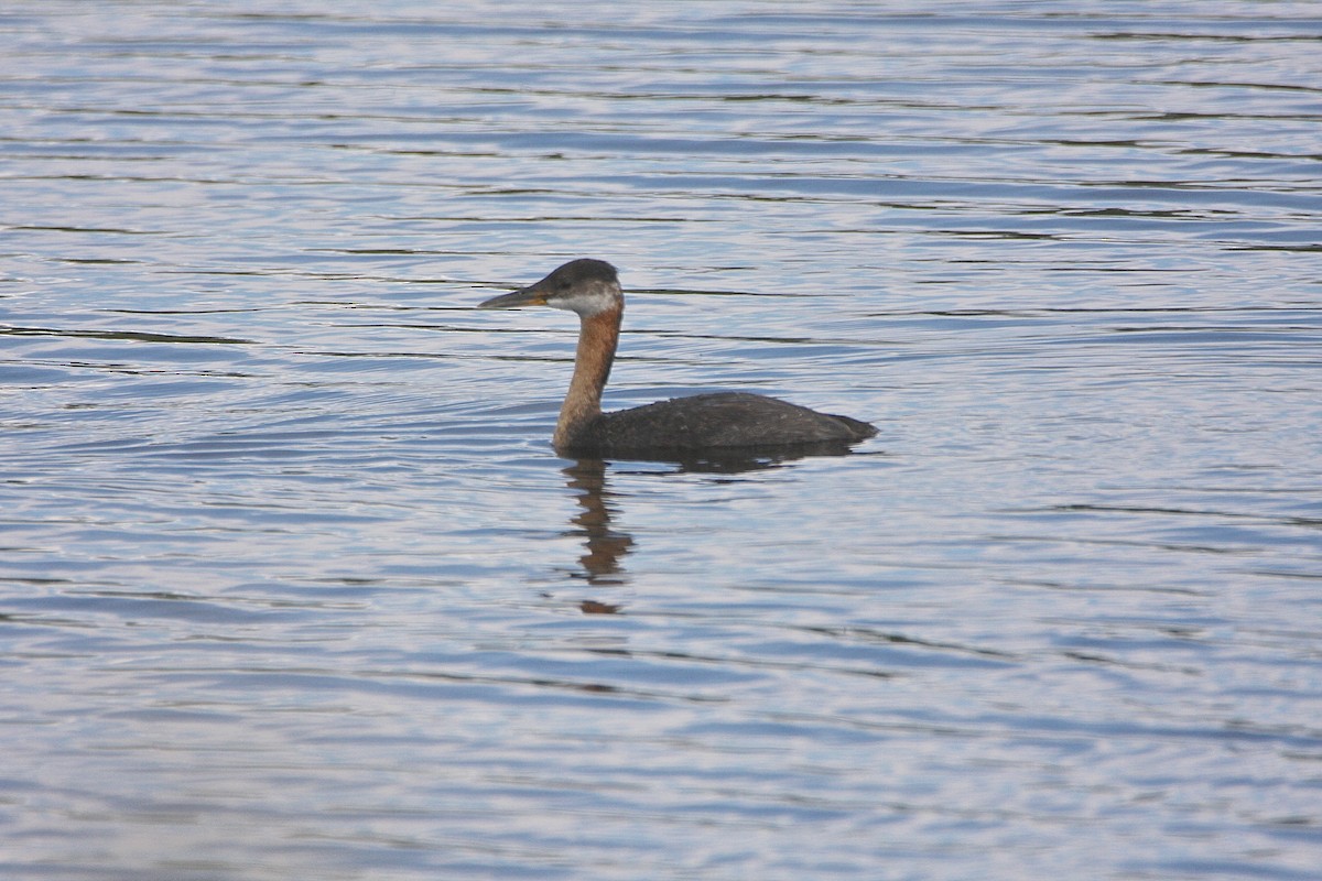 Red-necked Grebe - ML31884681
