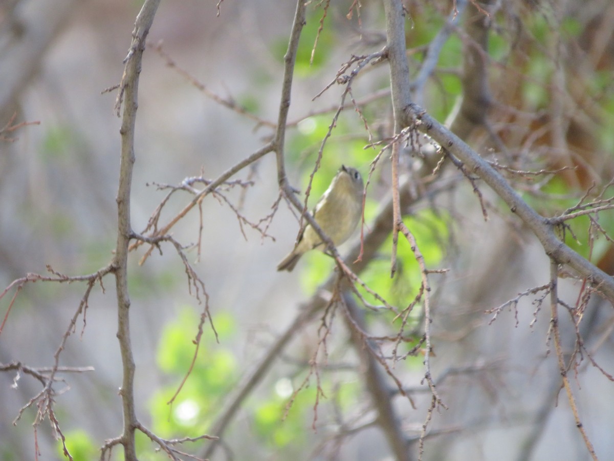 Ruby-crowned Kinglet - ML318847541