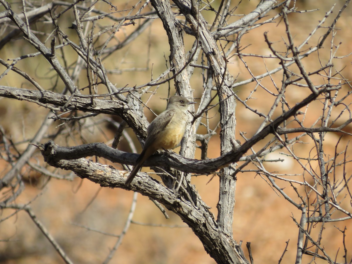 Say's Phoebe - ML318847581