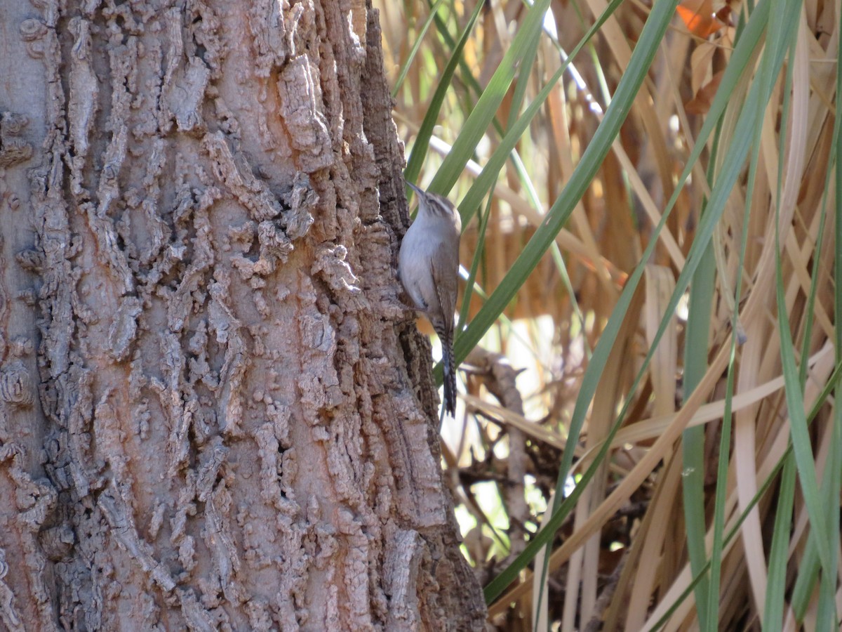 Bewick's Wren - ML318847681