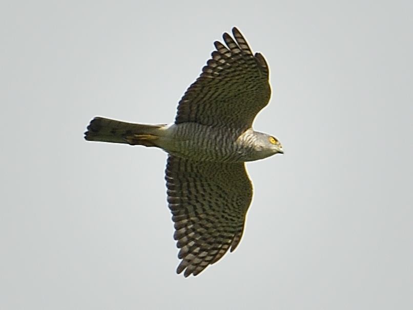 Japanese Sparrowhawk - ML318848761