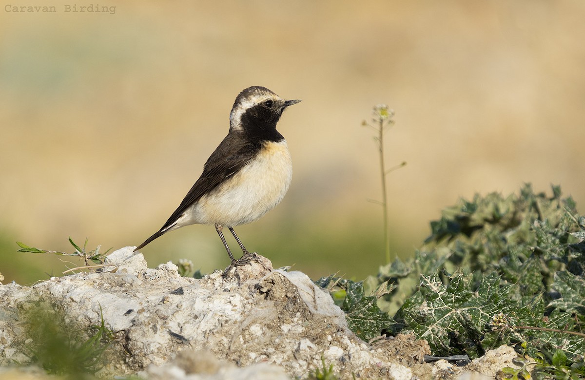 Cyprus Wheatear - Oğuz Eldeleklioğlu
