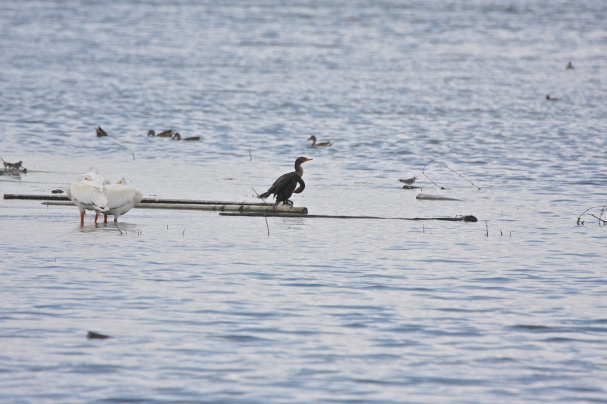 Cormoran à aigrettes - ML31884901