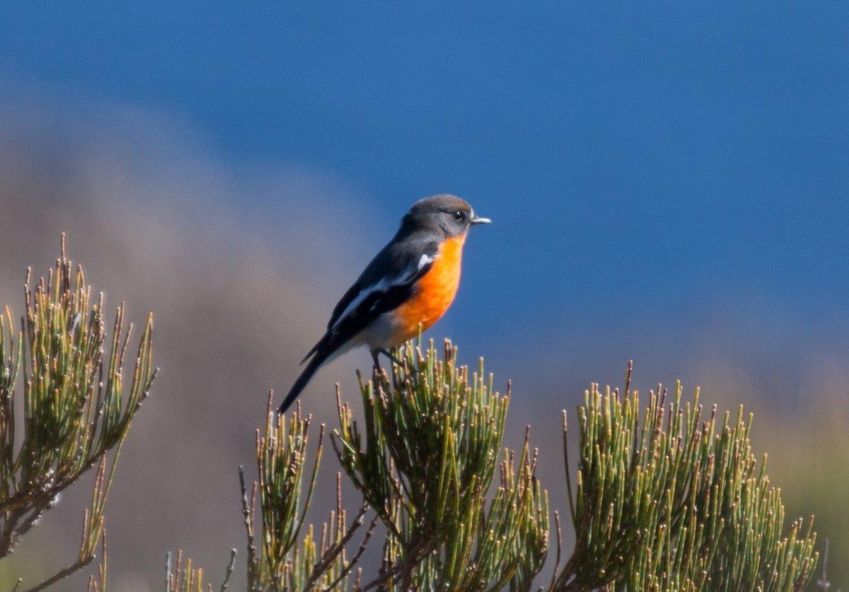 Flammenbrustschnäpper - ML318849721