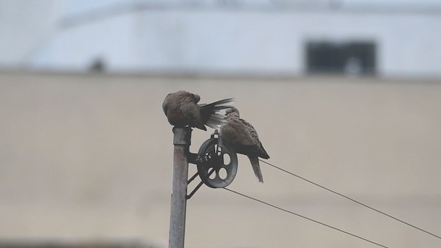 Eurasian Collared-Dove - ML318850711