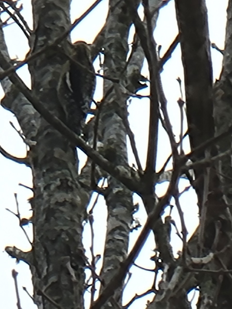 Yellow-bellied Sapsucker - ML318852131