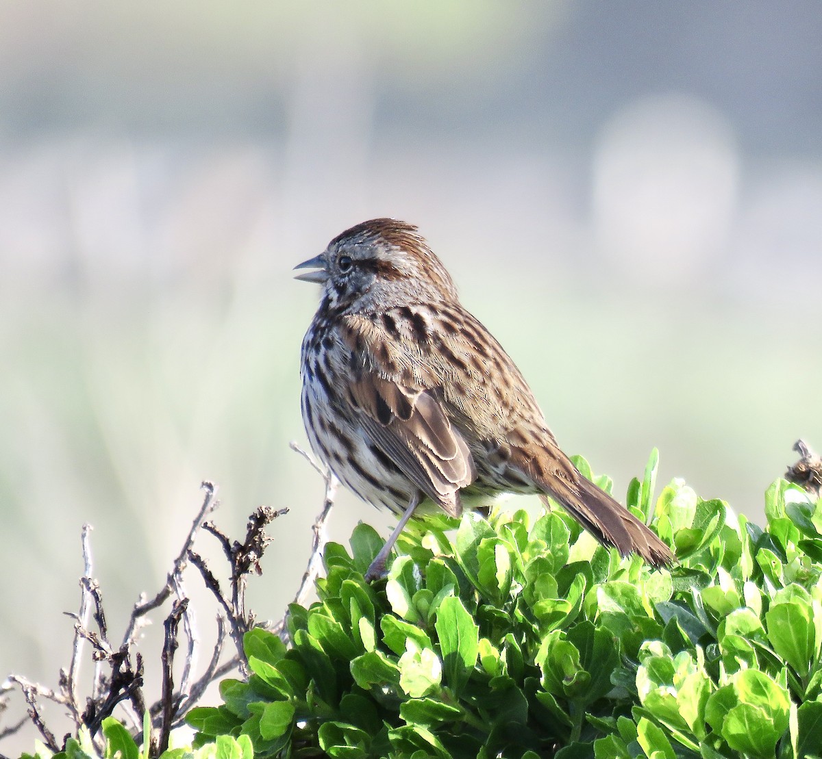 Song Sparrow - ML318852151