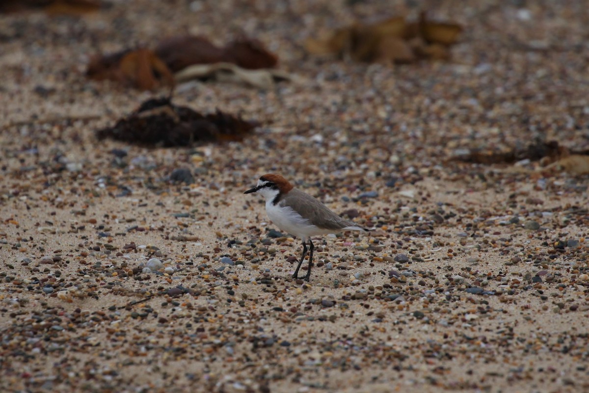 Red-capped Plover - ML318852741