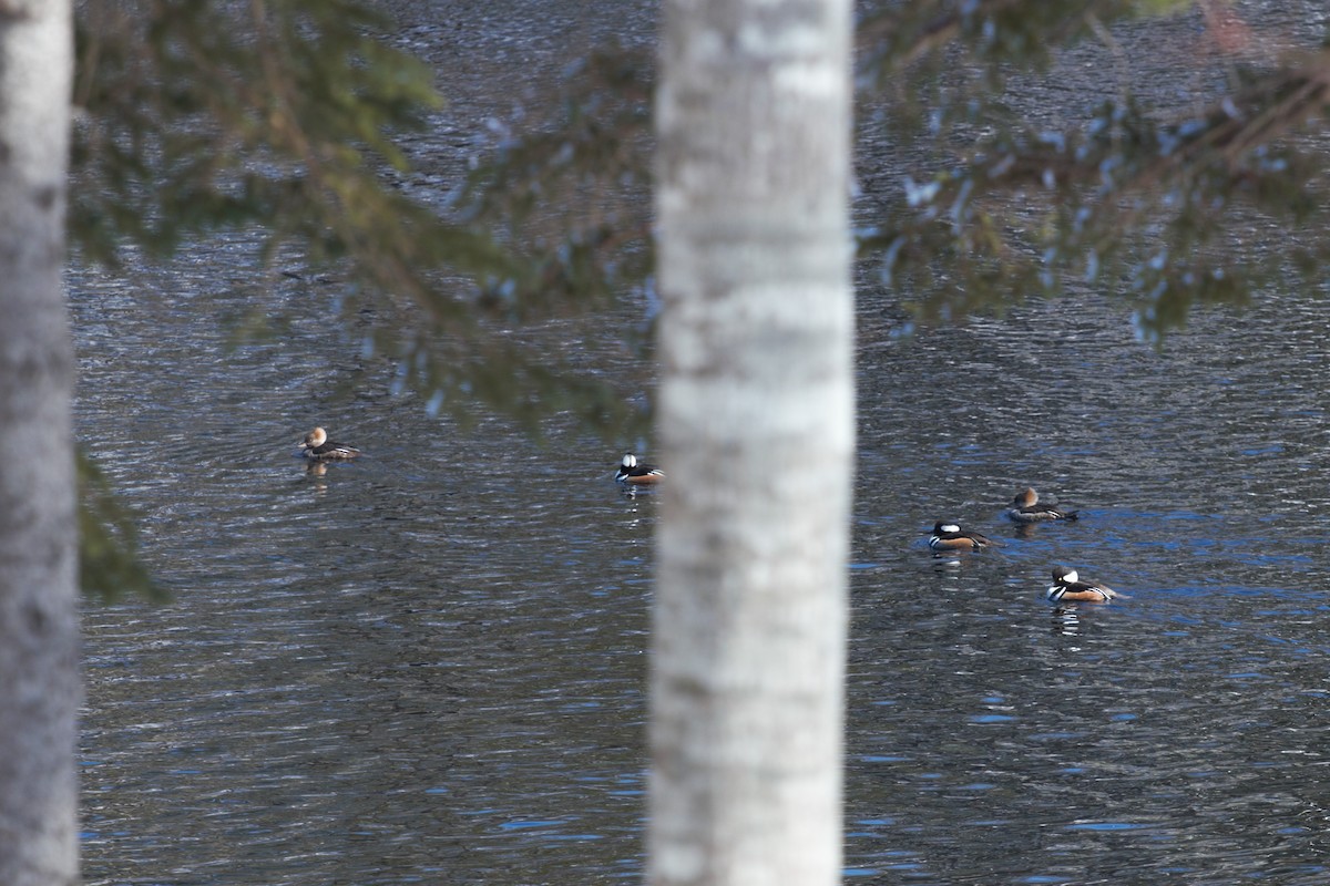 Hooded Merganser - ML318852791