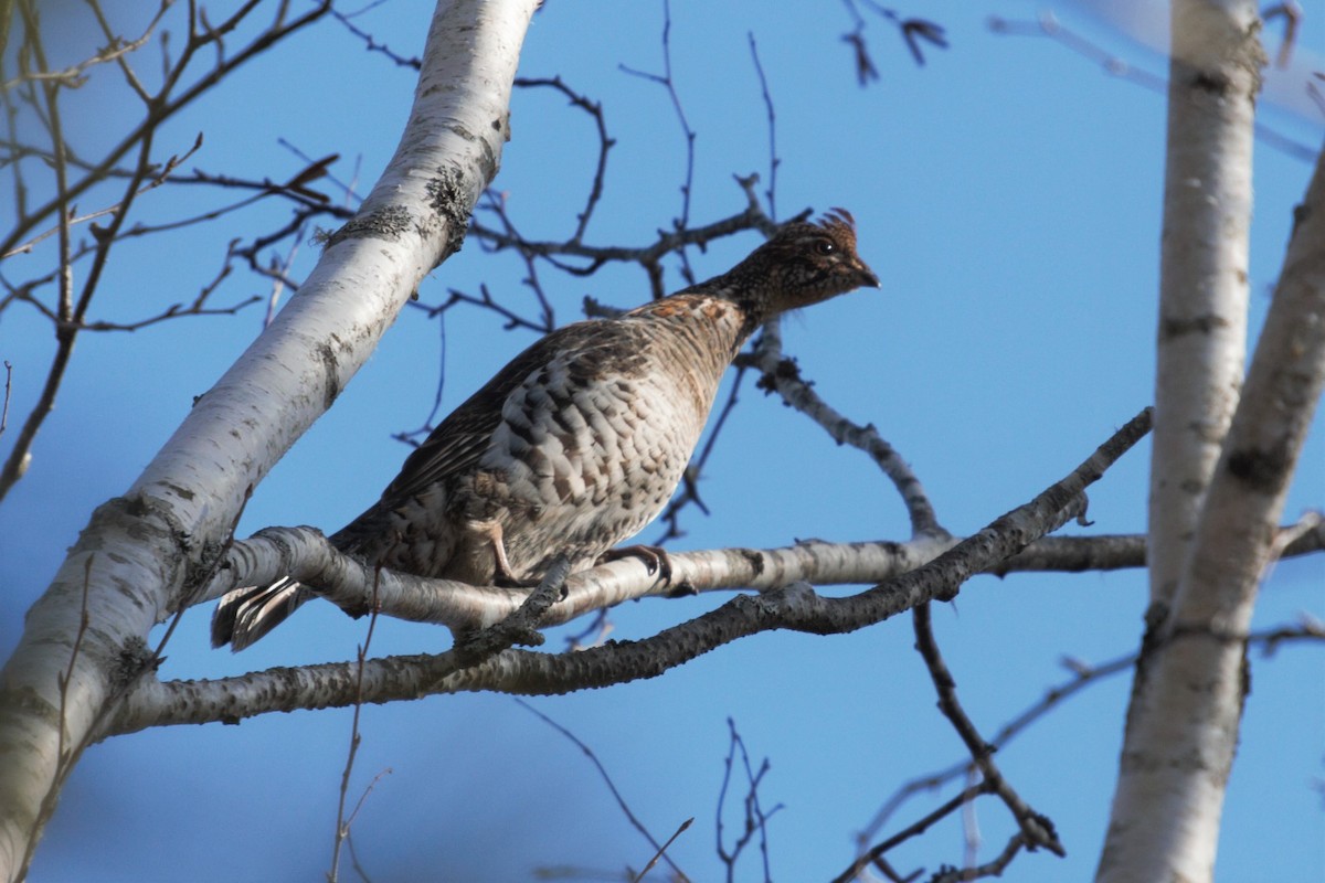 Ruffed Grouse - ML318853221