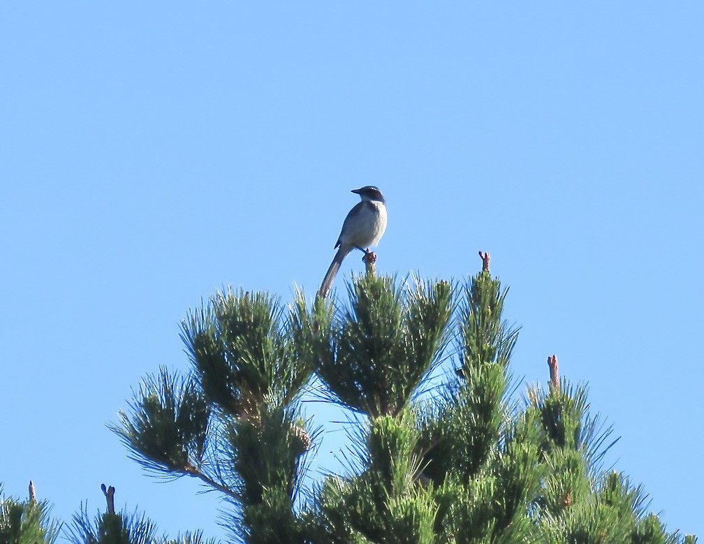 California Scrub-Jay - ML318853251