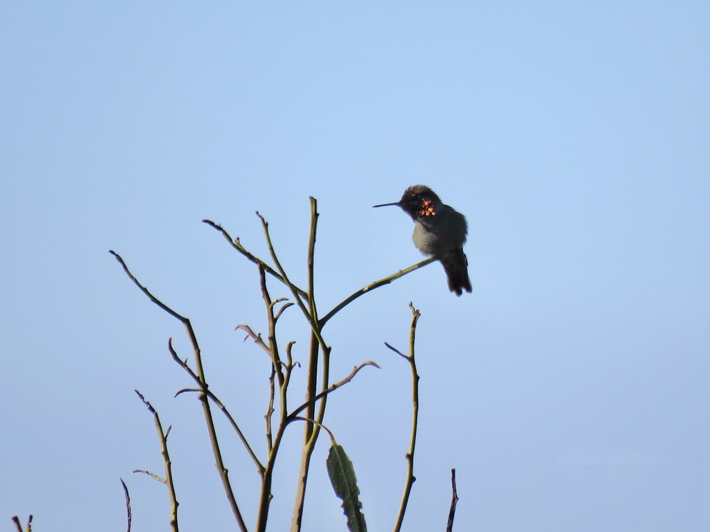 Anna's Hummingbird - ML318853731