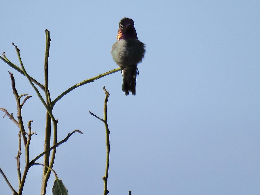 Anna's Hummingbird - ML318853771